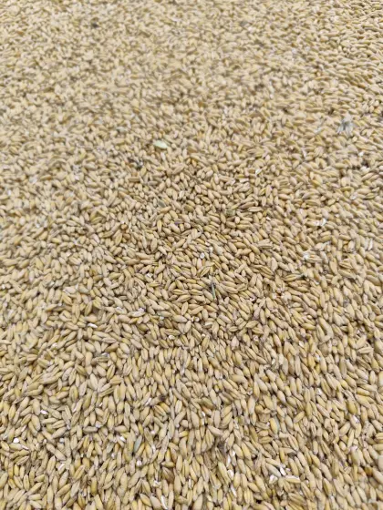 Hafer und Triticale