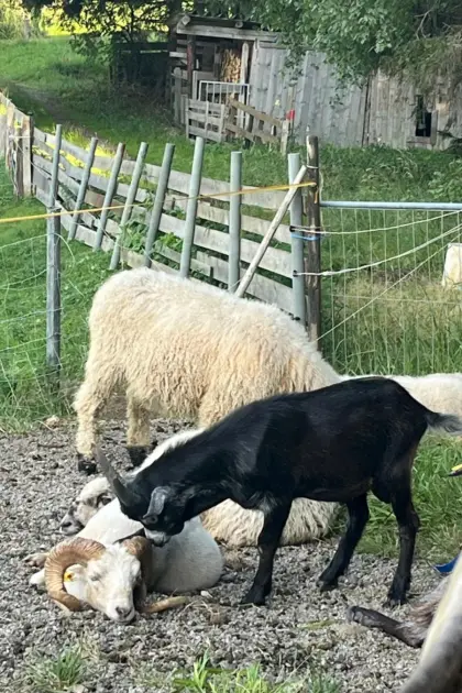 Blober Bock