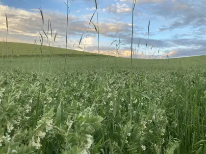 Wicke-Weizen-Gemenge lose, Big Bag