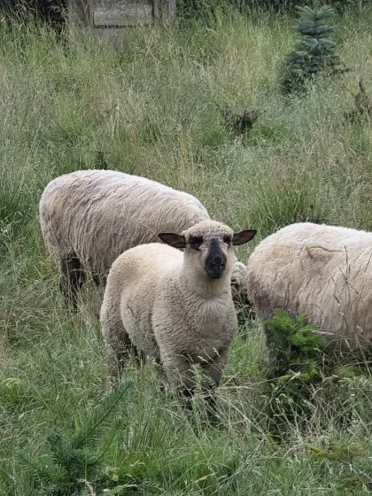 Shropshire-Schafe