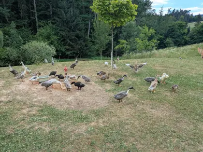 Laufenten, nie wieder Schnecken