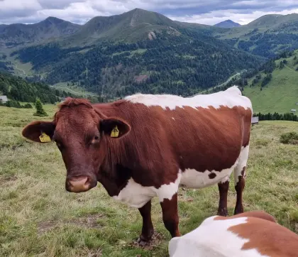 Pinzgauer Bio-Kalbinnen zu verkaufen