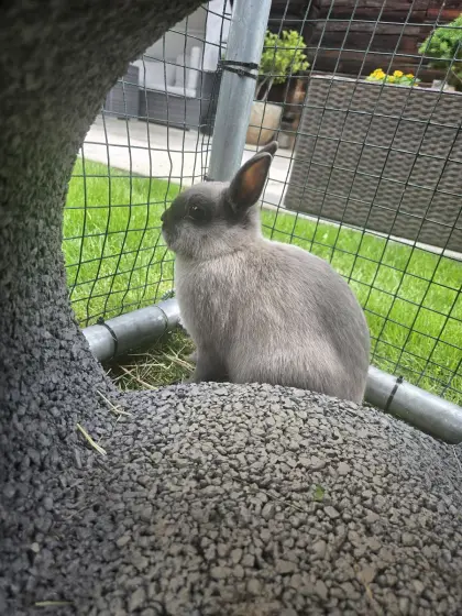Zwergkaninchen, Hasen, Farbenzwerge, Kaninchen