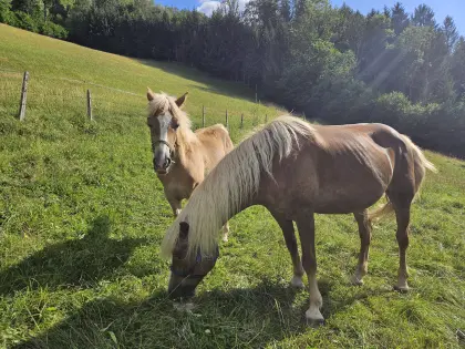 Haflinger Stutfohlen