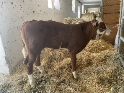 Stierkalb für Zucht GZW 144