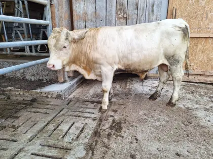Kärtner Blondvieh Zuchtstier