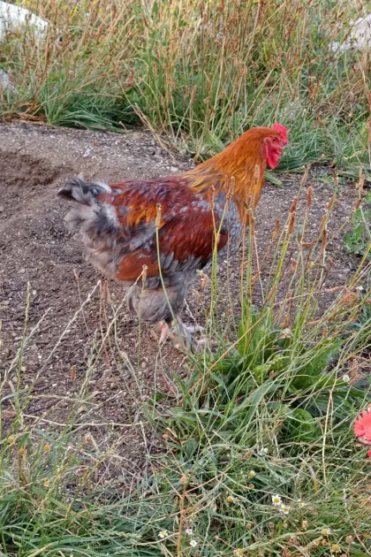 Brahma-Mischling