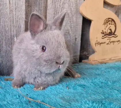 Zwergkaninchen, Farbenzwerg reinrassig, fehlfarbig, Männchen