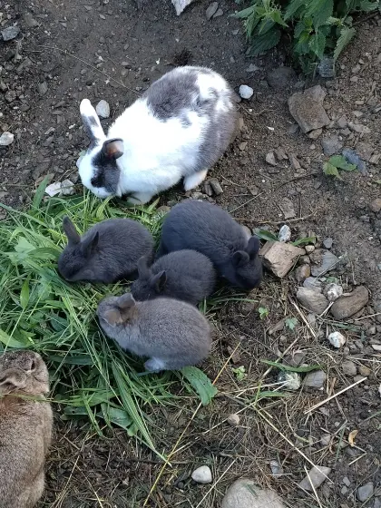 Hasenbabys