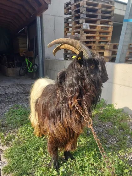 Walliser Bock