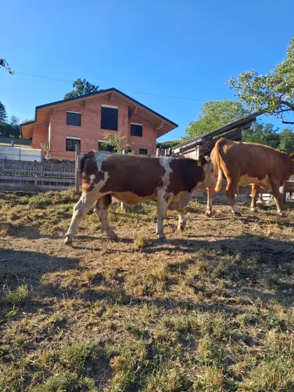 Bio-Fleckvieh-Stier