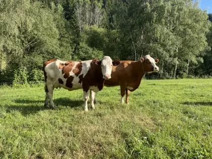 Bio ZZU Heu Milchkühe
