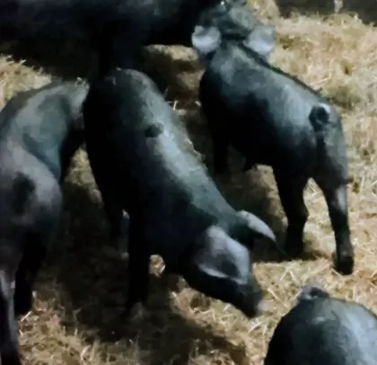 Iberico-Mix-Ferkel