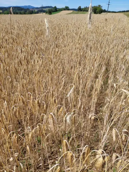 Verkaufe Bio-Triticale