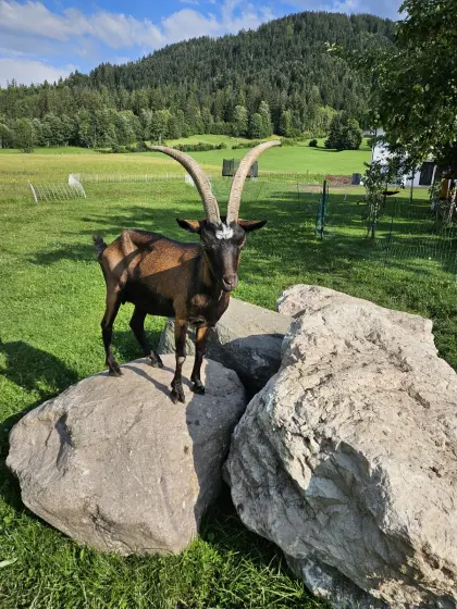 Aosta-Ziege