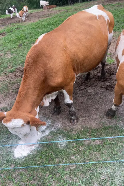 Fleckviehkuh mit Kalb
