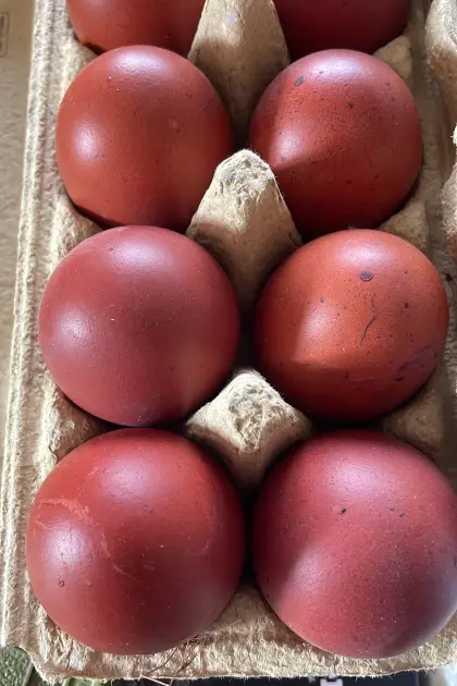 Marans, 1 Hahn und 1 Henne