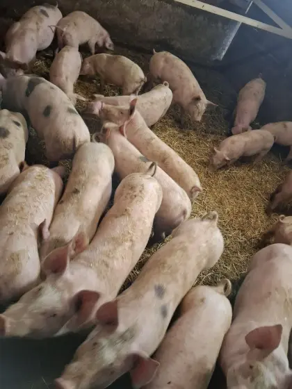 ÖHYB-Ferkel