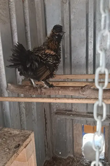 Strupphuhn
