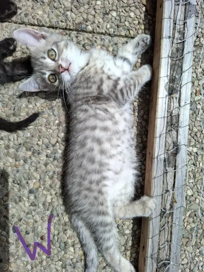 Kitten