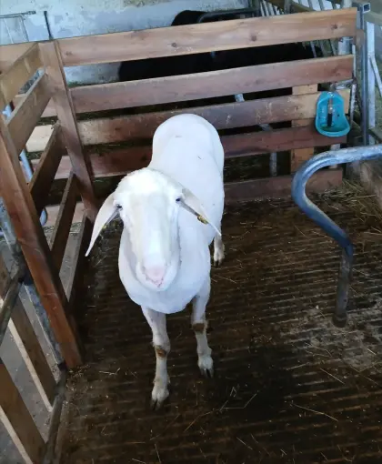 Merino-Widder