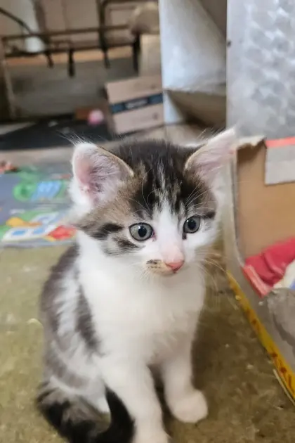 Babykatze