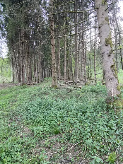 3,55 ha Waldgrundstücke und Acker
