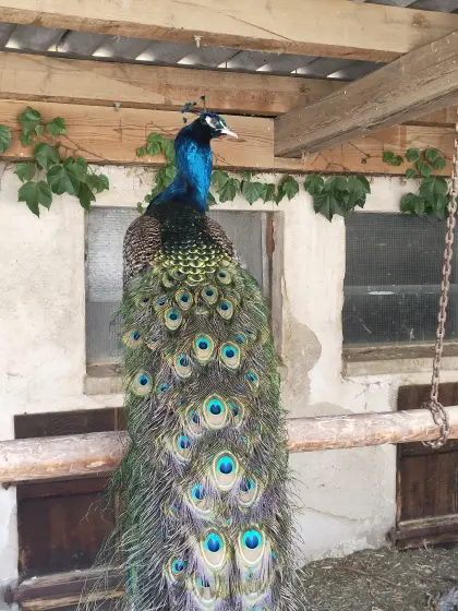 Pfau abzugeben