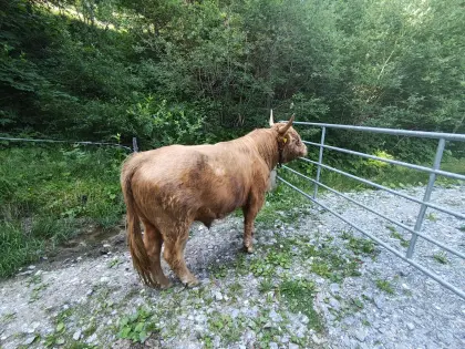 Mini Highland, Mini Hochlandrind Stier