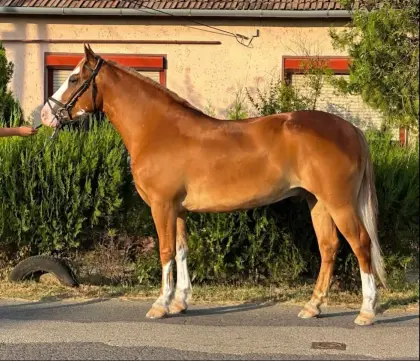 Braver Haflinger-Wallach sucht ein neues Zuhause