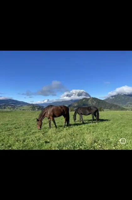 12-jährige Warmblutstute