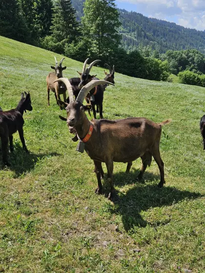 Aosta Ziege