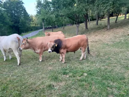 Reinrassiger Aubrac-Stier