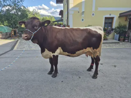 Pinzgauer Kuh trächtig BIO
