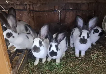 Hasen, Fleischhasen