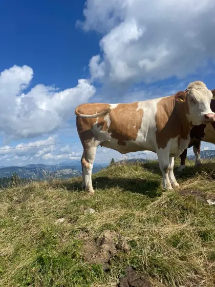 Bio Fleckvieh Kalbinnen