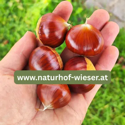 Maroni-Besonderheit, Esskastanienbäume wurzelecht vermehrt