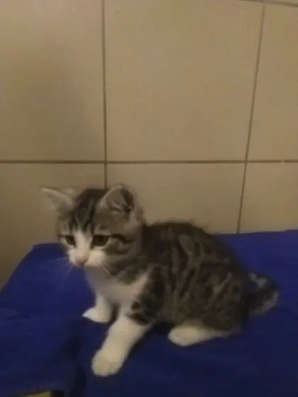 Schöne Katzenbabys