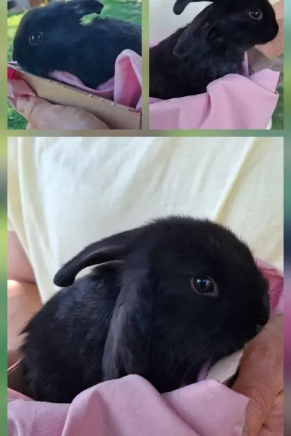 Zwergkaninchenbabys
