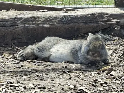 Bio-Kaninchen Großsilber hell