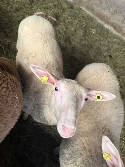 Ostfriesischer Milchschafbock