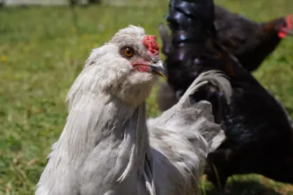 Lavender Araucana, Altsteirer, Barnevelder, Maran