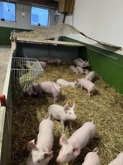 Langschwanzferkel, TW 100