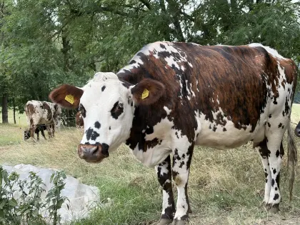 Bio-Normandekuh