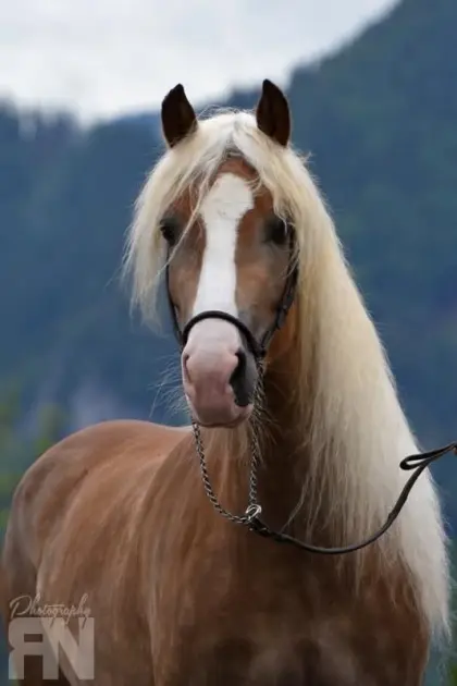 D'Amour, Haflinger Stute