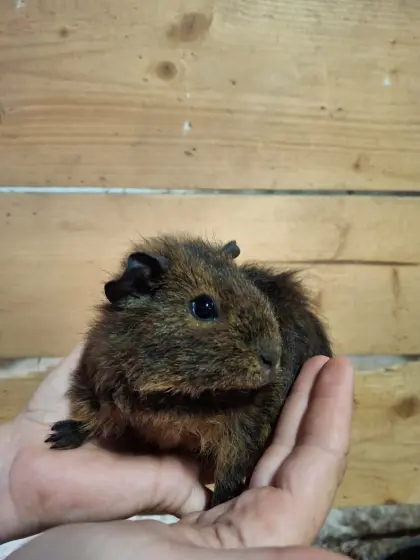 3 Meerschweinchenmädels suchen liebevolles Zuhause