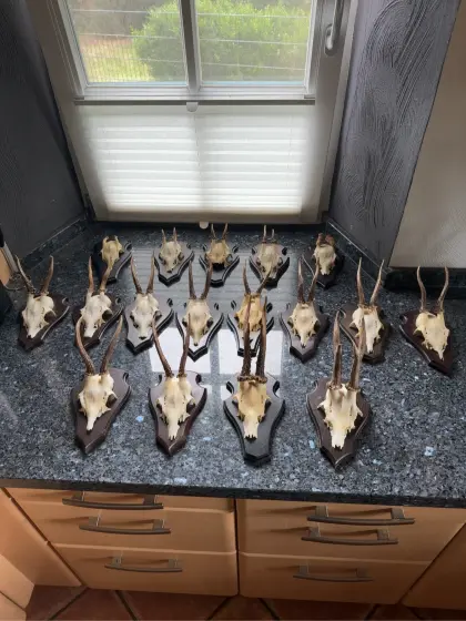 20 Rehbock-Trophäen, Rehgeweihe auf Holzschild