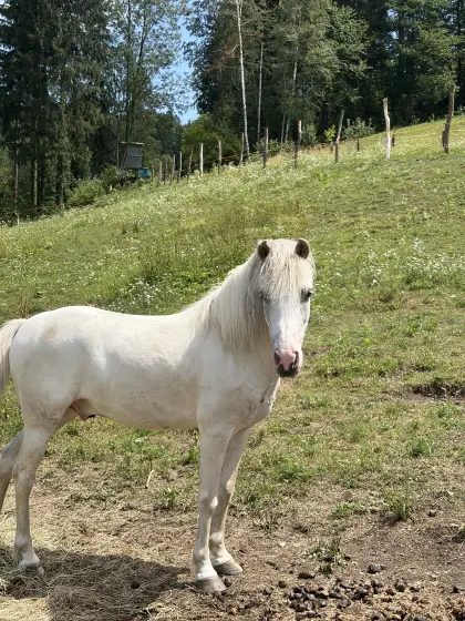Reitpferd