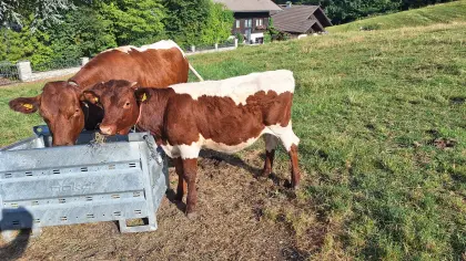 Bio Pinzgauer Kalbin, geboren November 2025