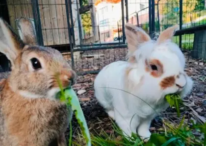 2 Zwergkaninchen